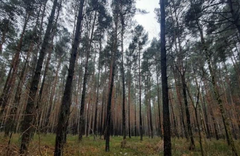 Sprzadam Las działka leśna