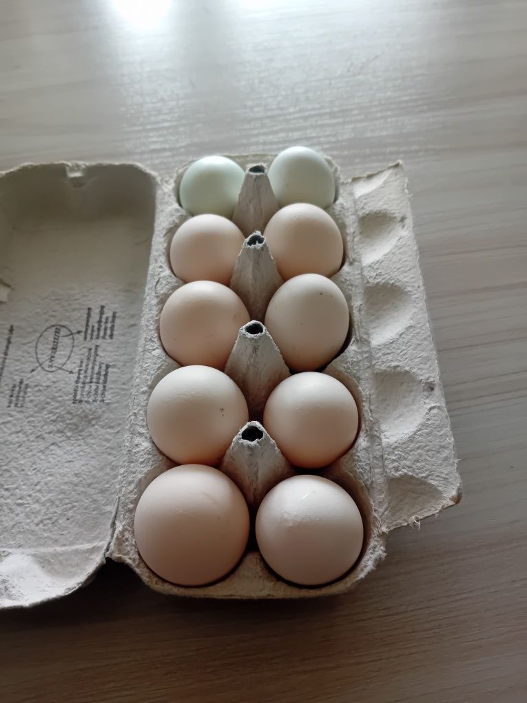 Sprzedam jajka na zamówienia