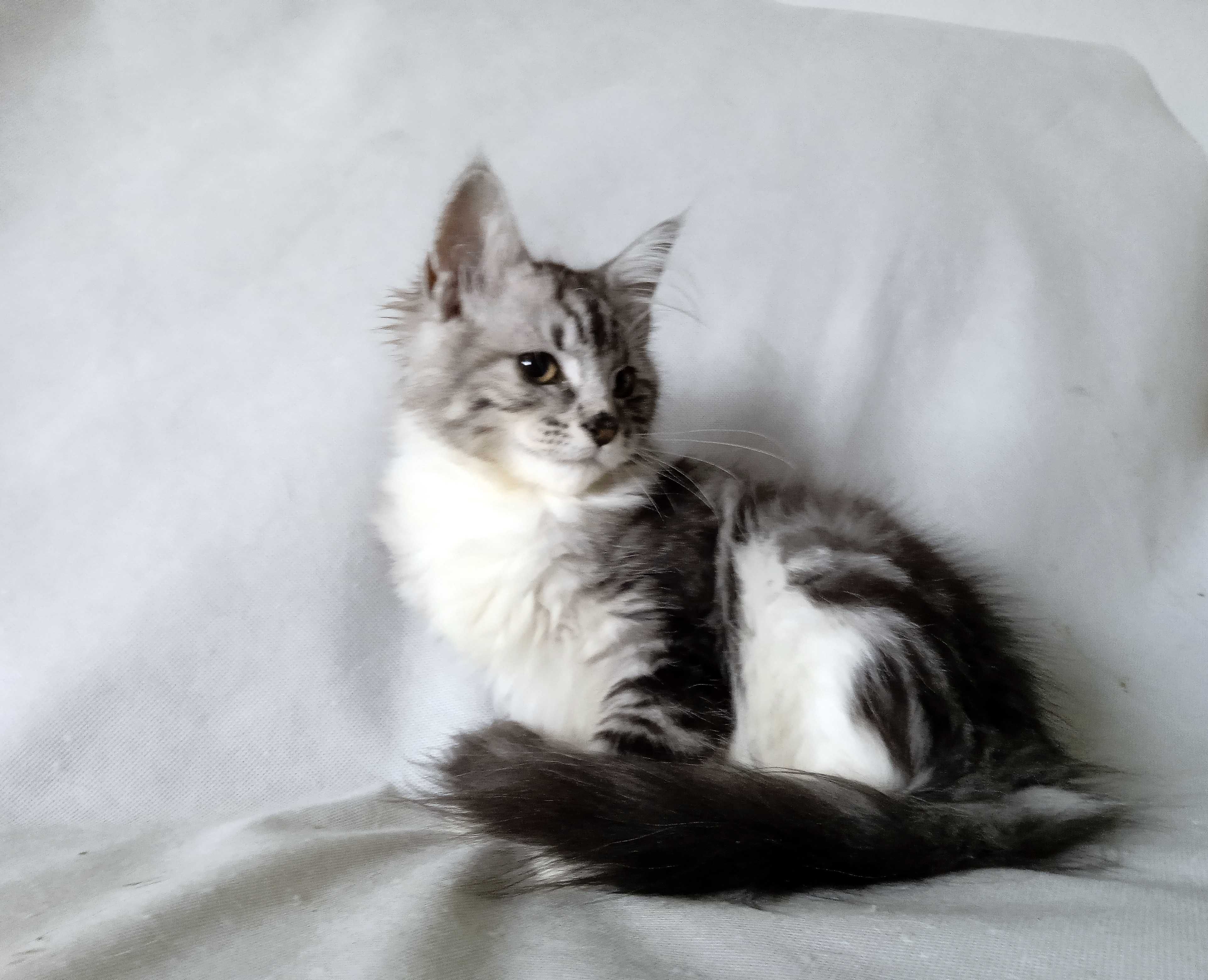 Piękna srebrzysta kotka Maine Coon