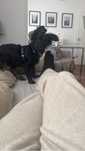 Cachorrinho com 4 meses