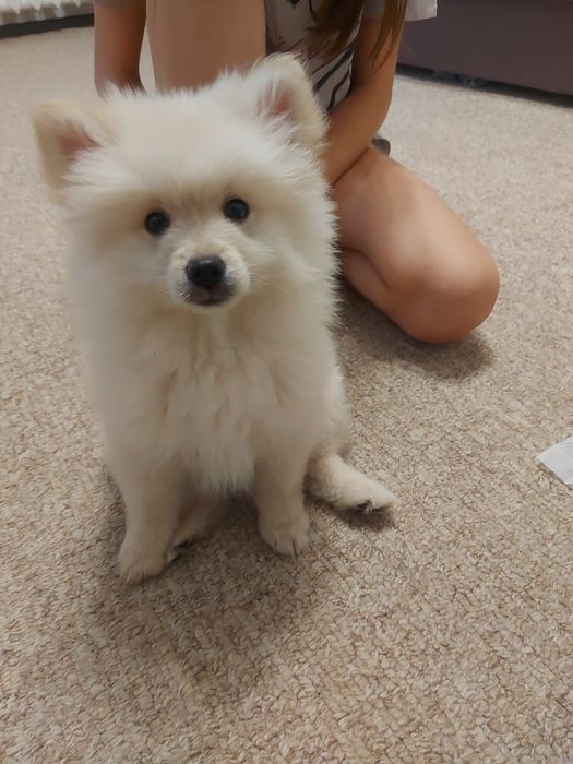 Шпіц віддаємо один рік