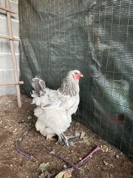 Os melhores ovos light brahma