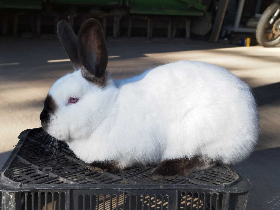 Króliki. Samice Kalifornijskie