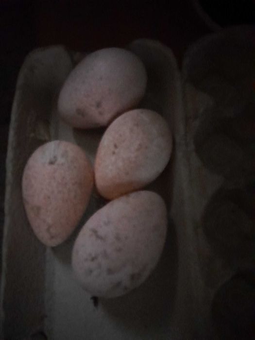 Jaja indycze legowe