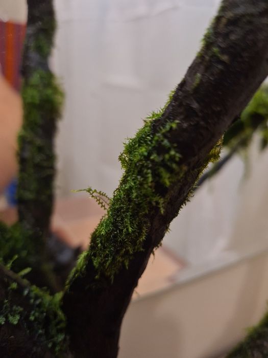 Korzeń Dark Wood z życiem, piękna tekstura drewna, doda uroku akwarium