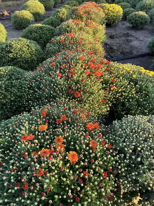 Продам хризантему у горшиках