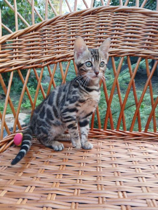 Яркая бенгальская кошечка