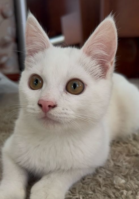 Глухе кошеня 7 місяців