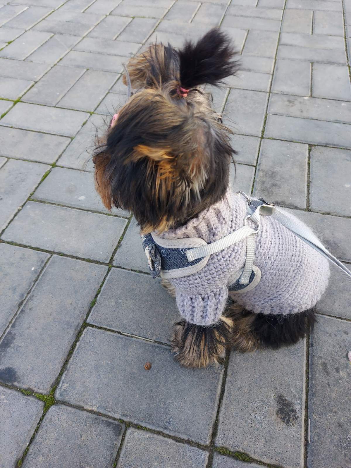 Теплый свитер для собак  размер  S, L, XL