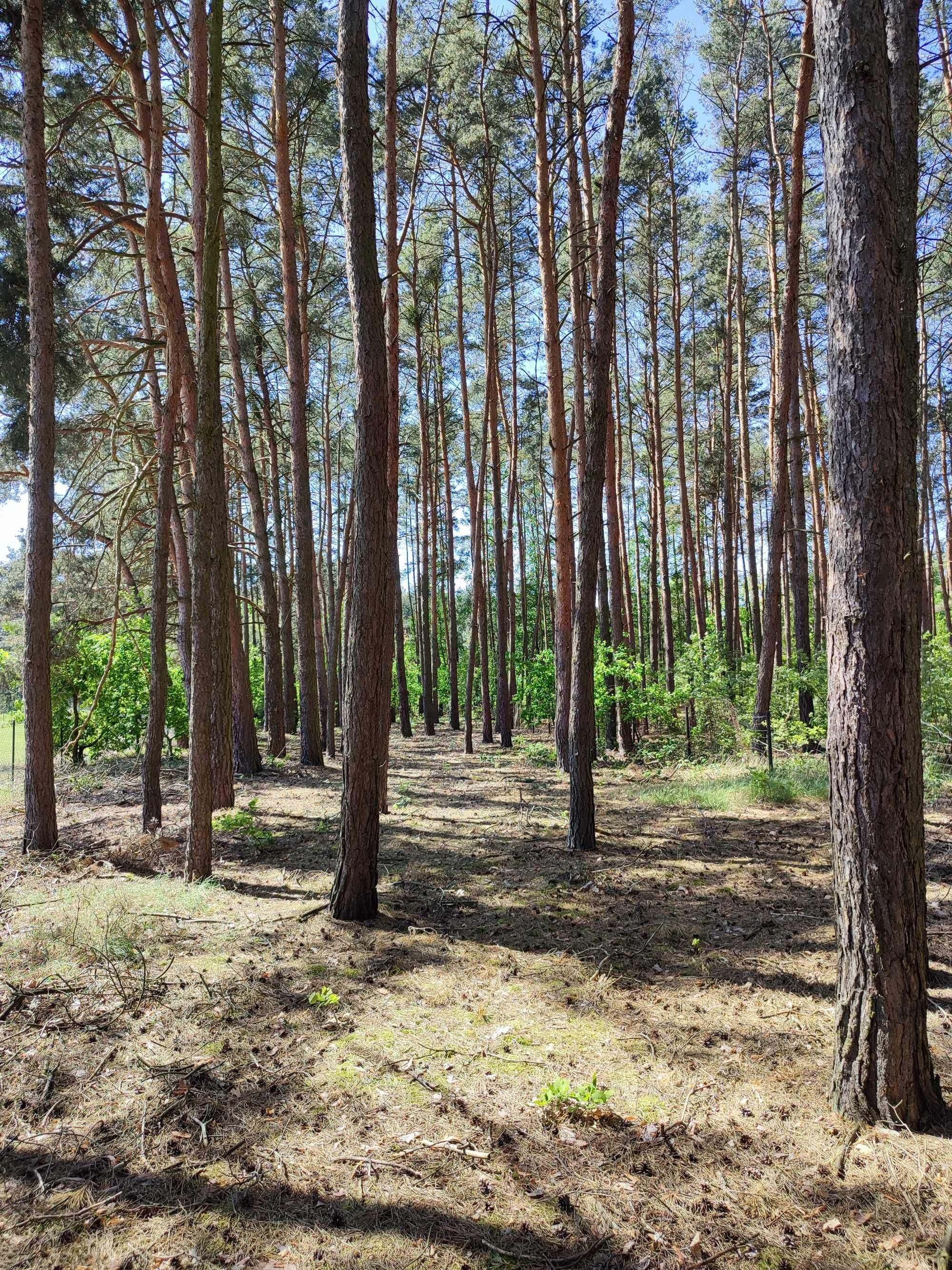 Działka nad jeziorem Wieleń 25 arów