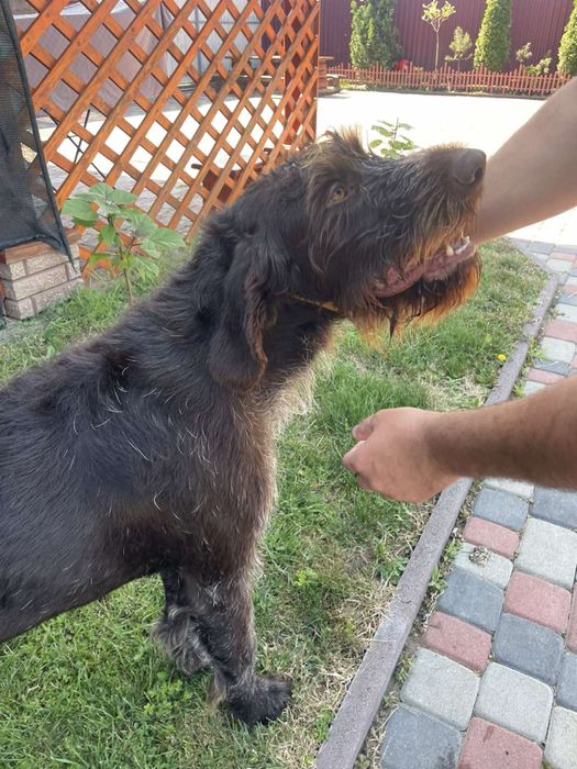 Дратхар , Deutsch Drahthaar вязка