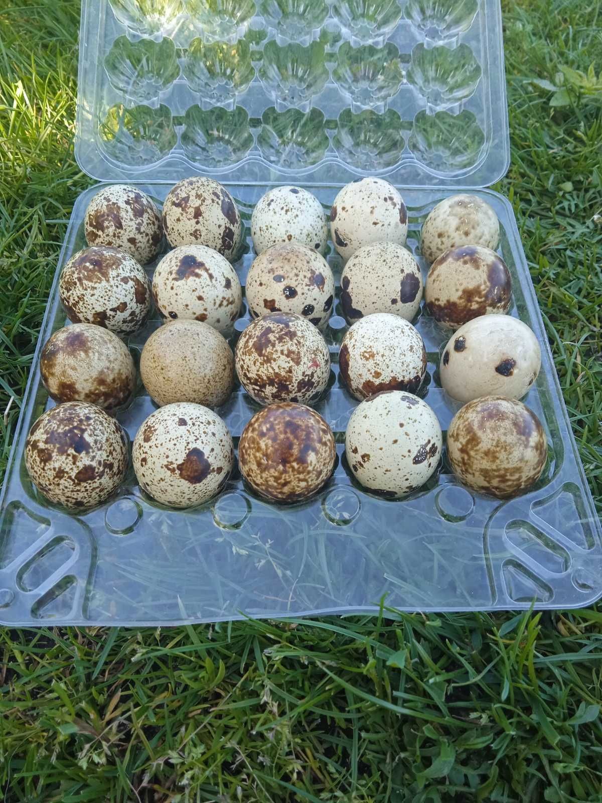 Продам інкубаційні яйця перепілок