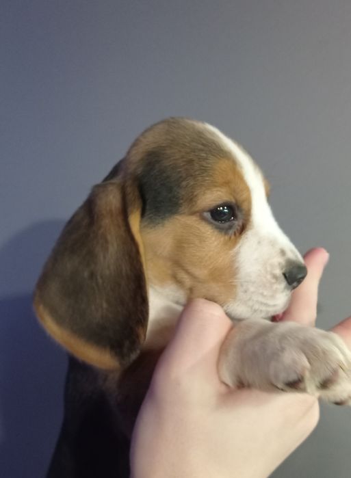 Біглюшки 2,5 місяці