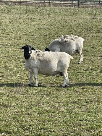 Племенные овцы породы Дорпер