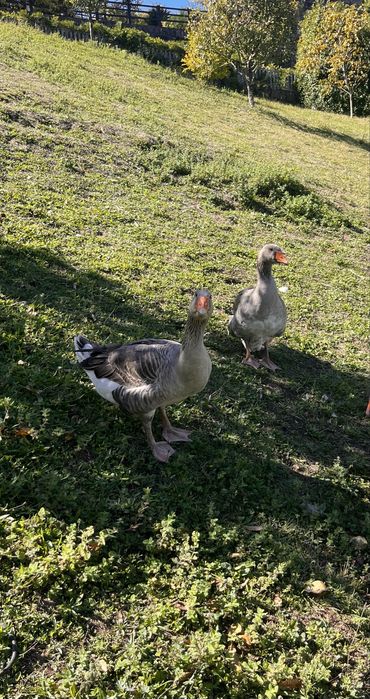 Vendo perús nascidos em Abril