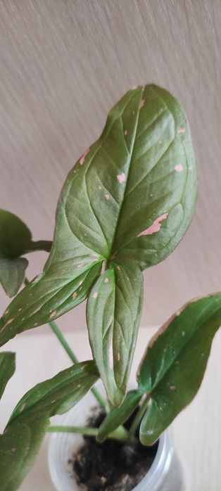 Сингониум сінгоніум   rasamee nag манго  mango pink spot конфетті