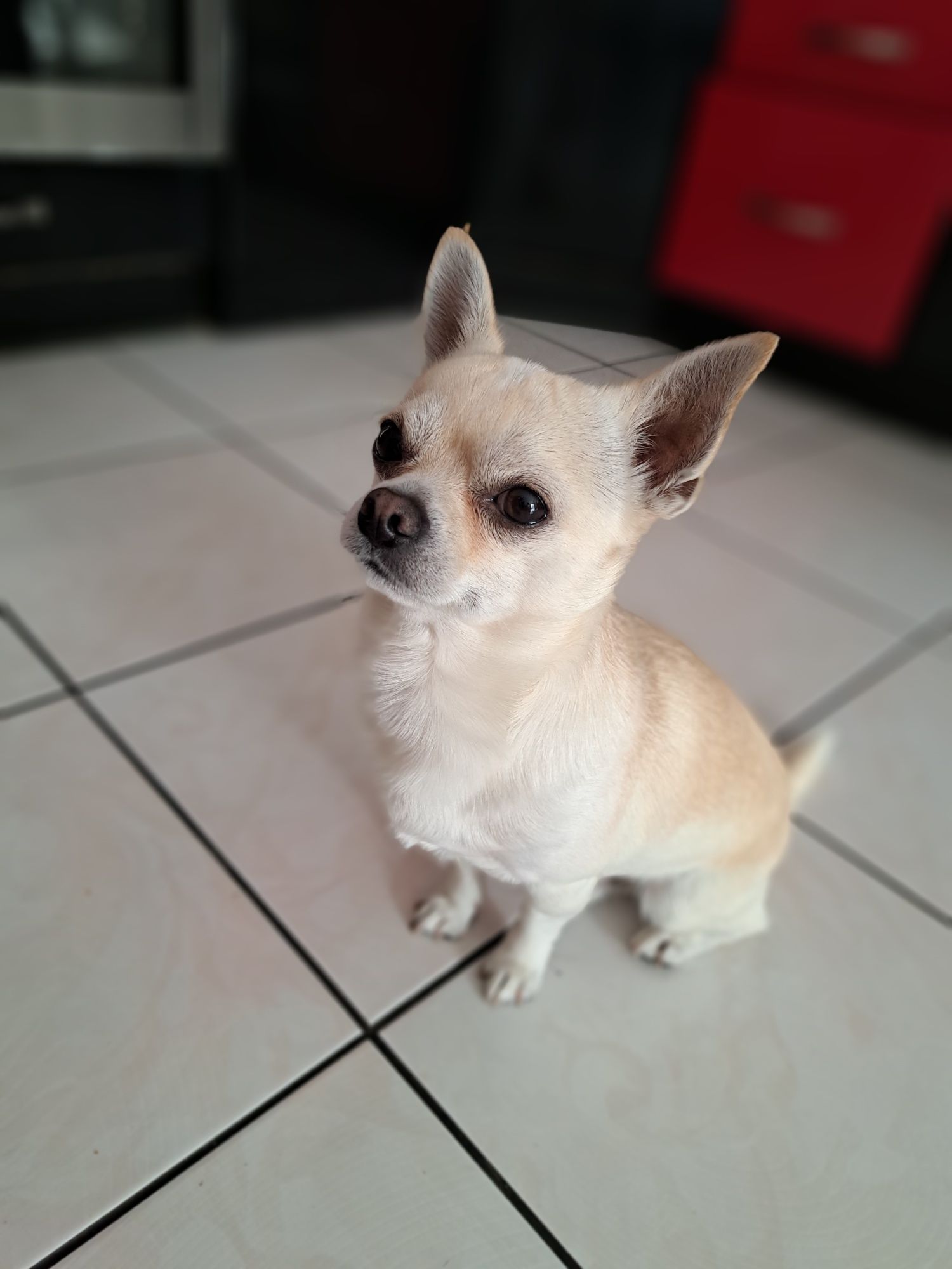 Krycie chihuahua
