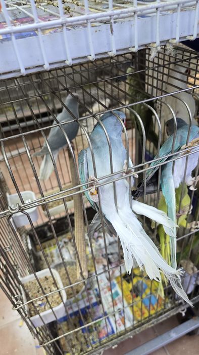 Ring neck Opalina Turquesa/CC, fêmeas, 2025

Aves anilhados e com cedê