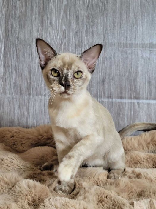 Девочка бурмы, бурманская кошка