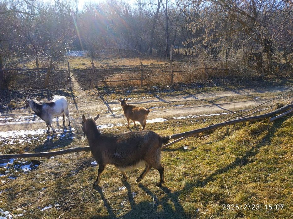 Продам кози великі і малі
