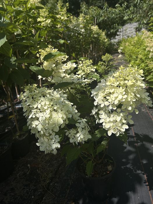 Hortensja. Floks.liatra.Anabelle.