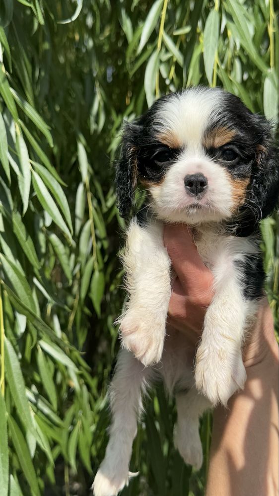 Cavalier king charles spaniel chlopak samiec