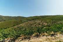 Terreno / Fundão, Castelejo