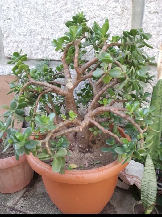 Planta de Jade / crassula