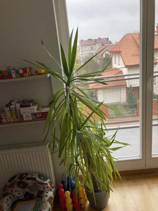 Oddam tanio kwiat juke 1.7m