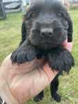 Suczka cocker spaniel angielski czarna
