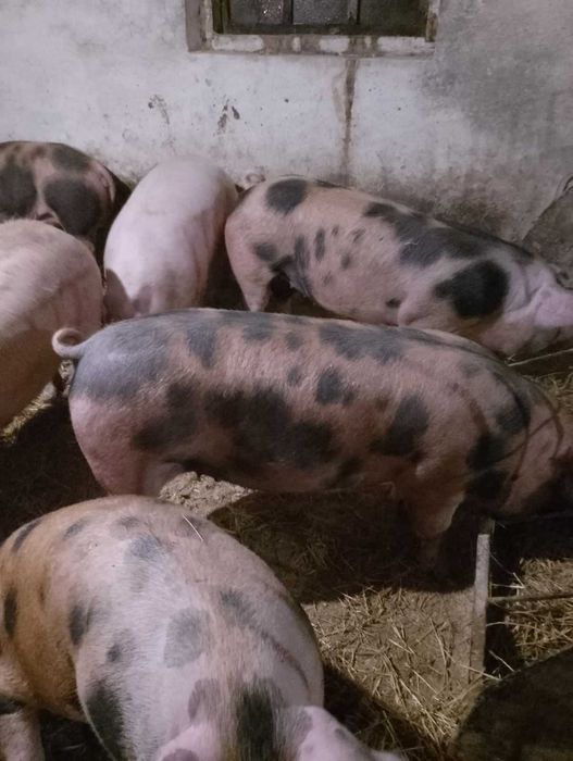 Продам свині живою вагою