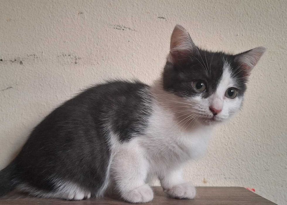 Gatinha para adoção