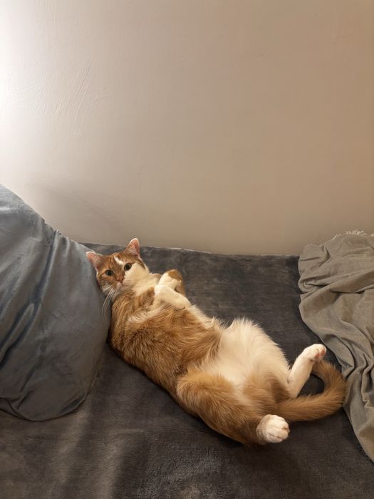 Oddam Kota w dobre rece!!