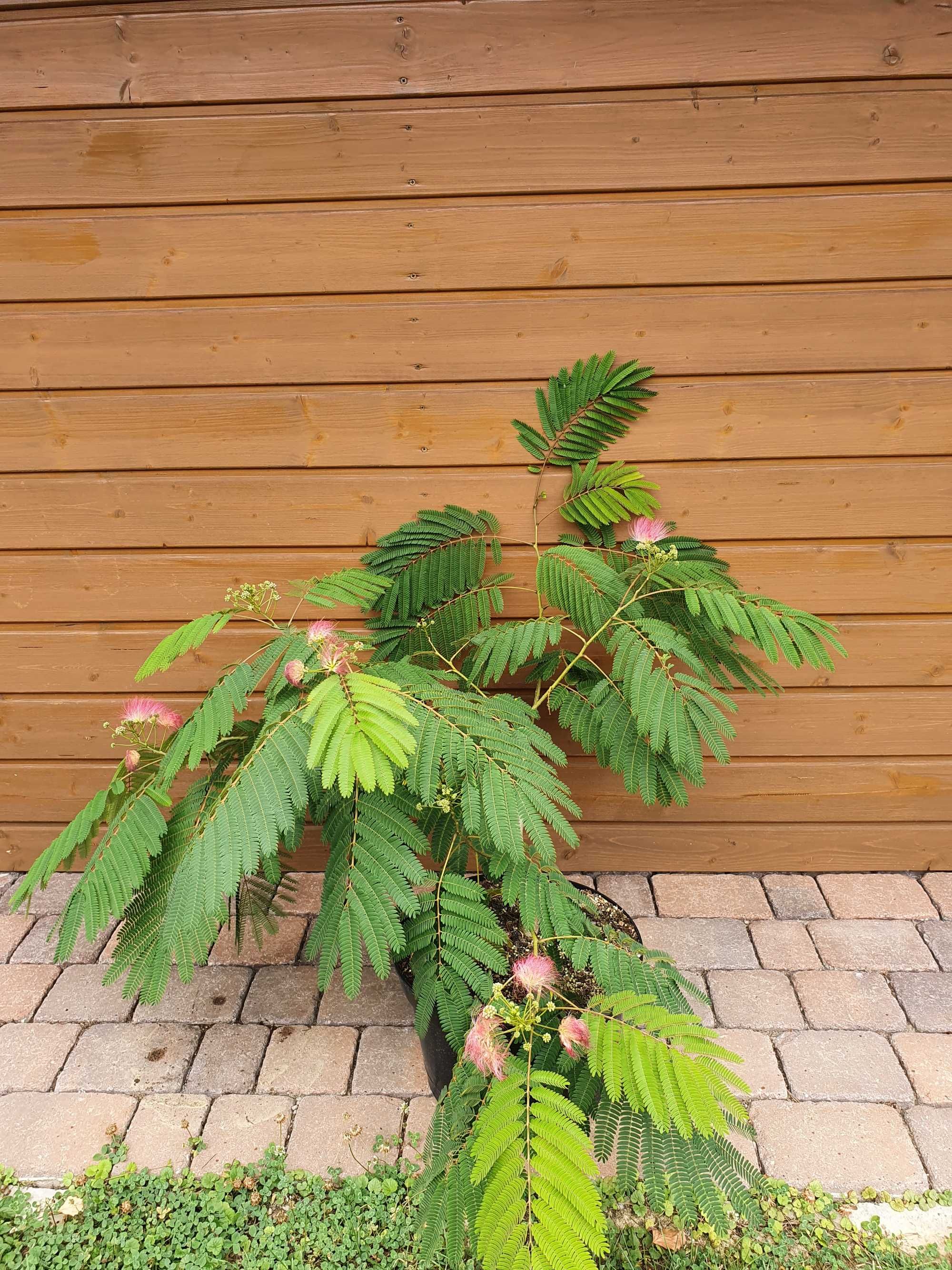 Albicja, Jedwabne drzewko, Albizia, Krzewy ozdobne
