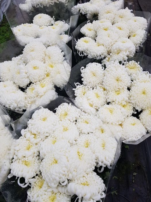 Chryzantemy drobno- i wielkokwiatowe sprzedaż hurtowa i detaliczna