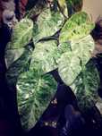 Philodendron Giganteum Variegata Filodendron roślina piękna monstera
