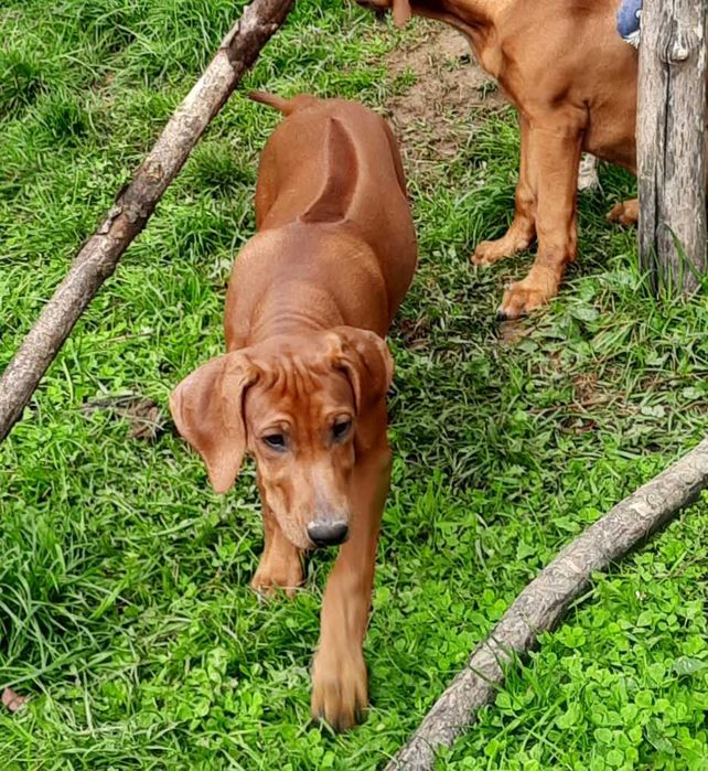 Top Rodowód -Suczka -Szczeniak wystawowy Rhodesian Ridgeback- ZKwP