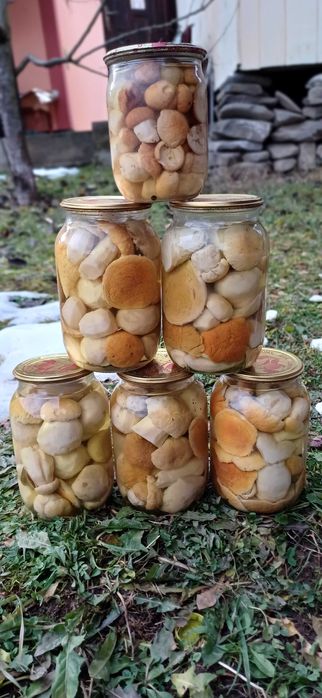 Продам білі гриби  ( мариновані , сушені)