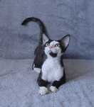 Kocurek Devon Rex z rodowodem FPL