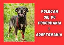ATARI - marzy o nowym domu i rodzinie :)