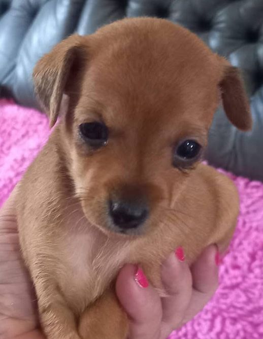 Pinscher femea mini top