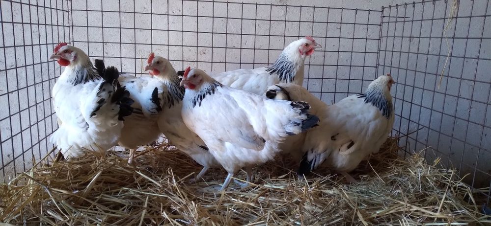 Kury Nioski Rosa 24 tygodnie. Wysyłamy! 1