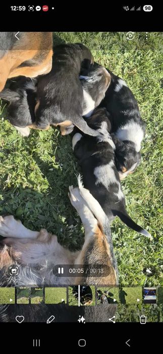 Basset Hound Piesek Gotowy do Odbioru 25.10.20255r
