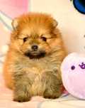 Szpic Miniaturowy Pomeranian śliczna suczka ZKwP FCI Cza-Cza