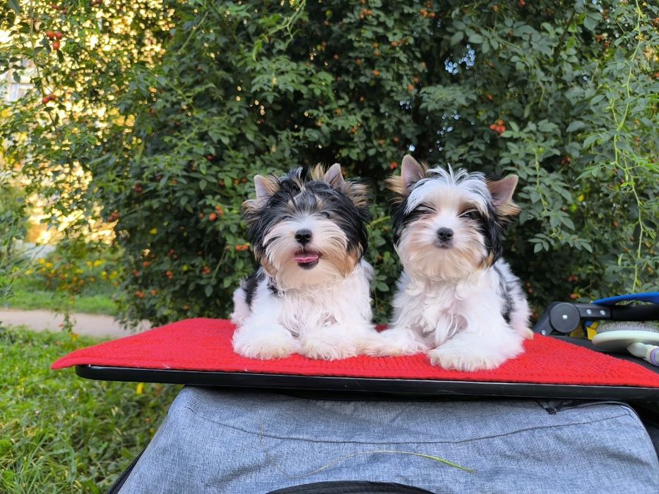 Хлопчики та дівчатка кольорового бівера і Йорка