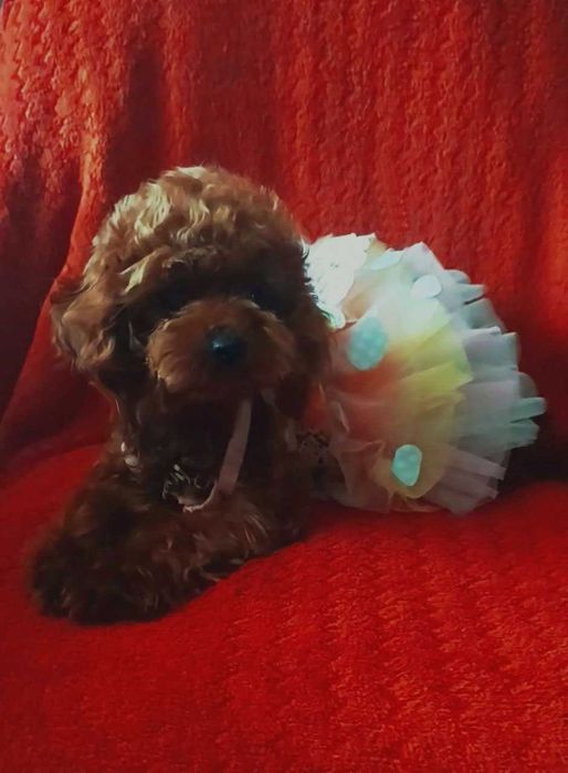 Красуня дівчинка той пудель.