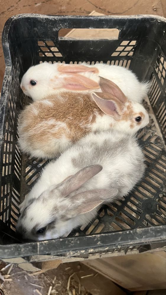 Vende Coelhos caseiro