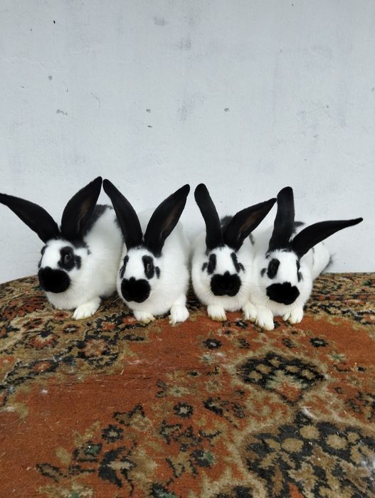 Продам кролі різного віку.