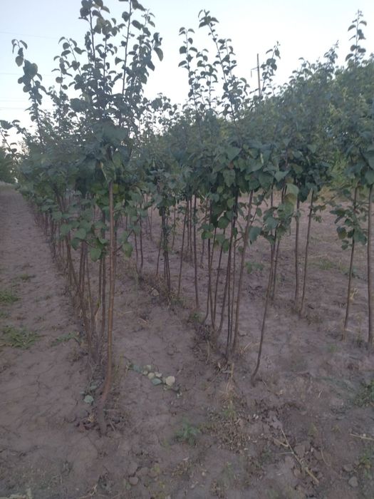 Абрикос Нектарин Персик Черешня Айва Яблуня Груша Слива Ківі Магнолія