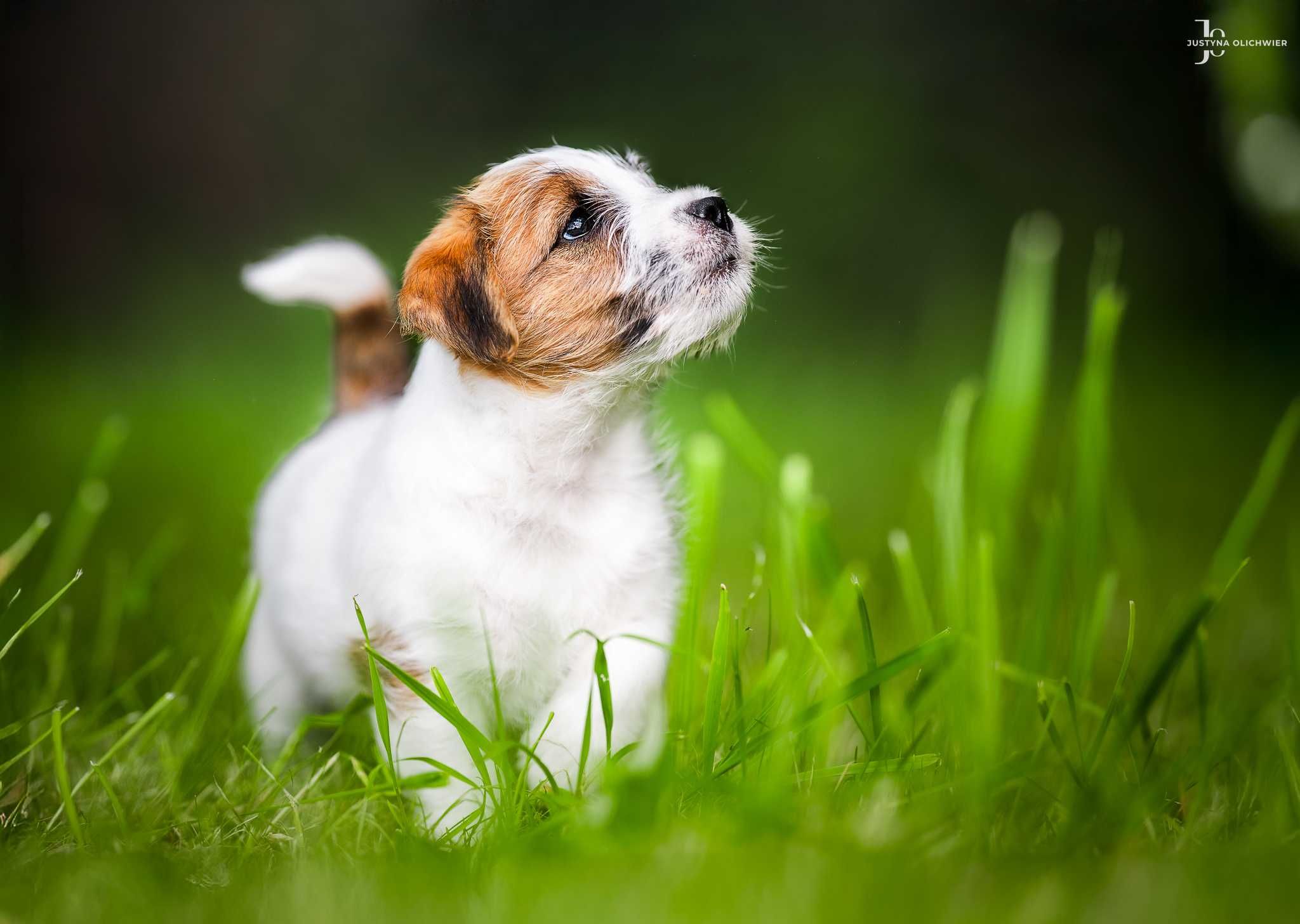 Jack Russell Terrier